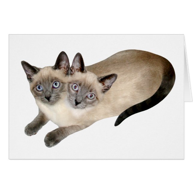 Siamese Cat Twins (Devant horizontal)