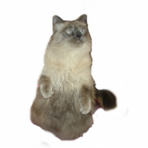 Siamese Chat Photo Sculpture