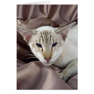 Siamois, point de chat tigré de chocolat