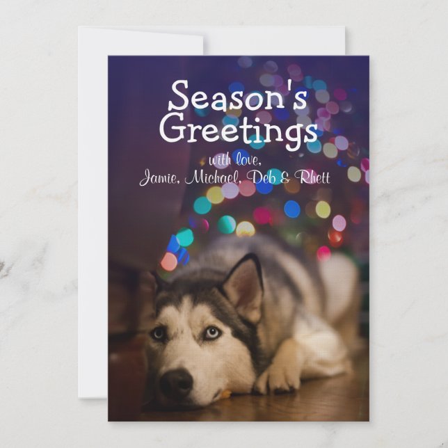 Siberian Husky pose sur son jouet favori (Devant)