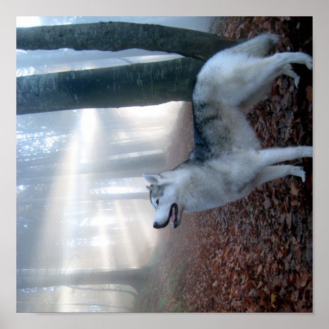 Siberian Husky - Poster (Devant)