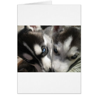 Sibérie Husky Puppy