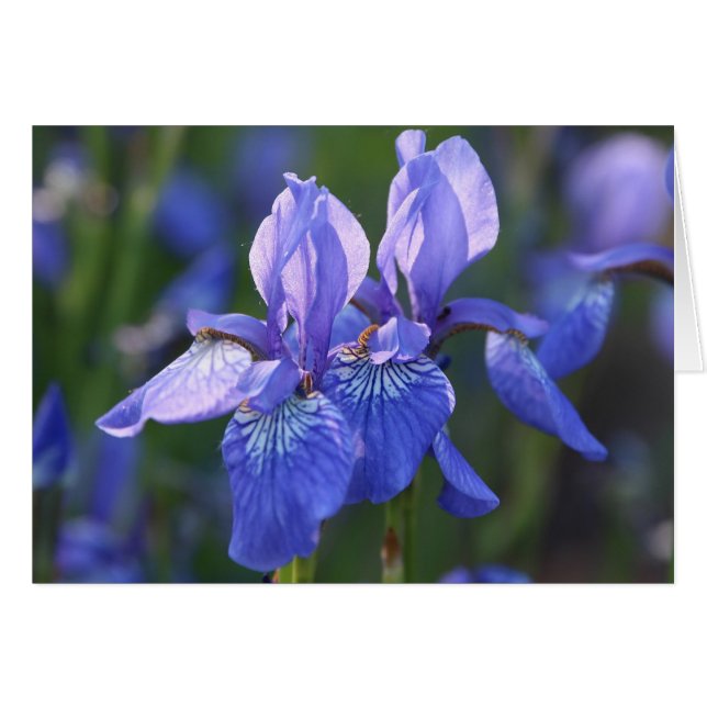Sibérie Iris Pair (Devant horizontal)