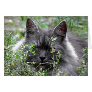 Sibérien   Portrait de chat