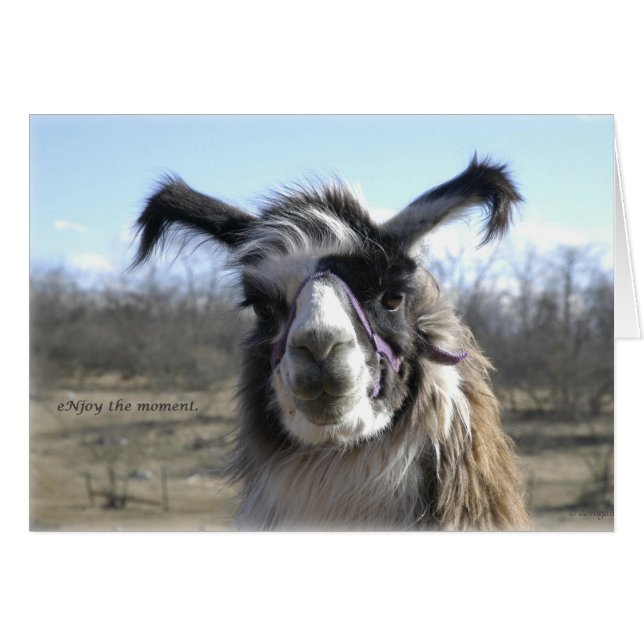 sigh_llama_njoy_D1477 (Devant horizontal)