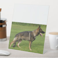 Berger Allemand Sable Complet