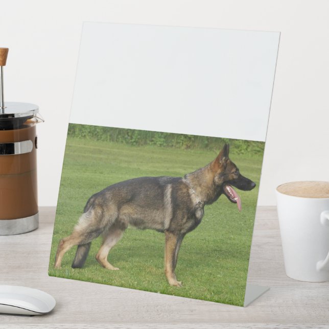 Signe De Table Berger Allemand Sable Complet  (In SItu)