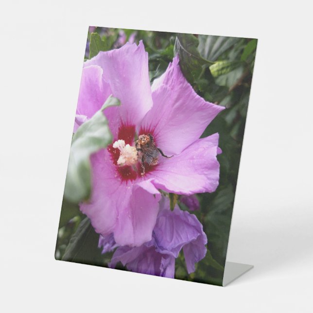 Signe De Table Bumblebebe sur la fleur d'Hibiscus (Recto)