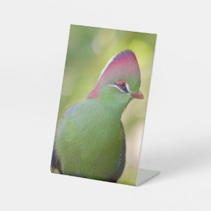 Signe De Table Closeup turaco de fischer