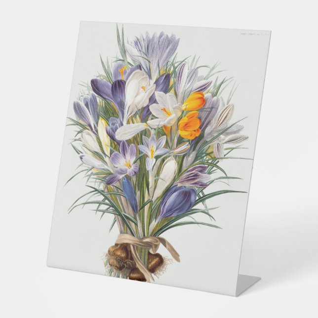 Signe De Table Crocus Spring Flower Botanique Floral Art (Recto)