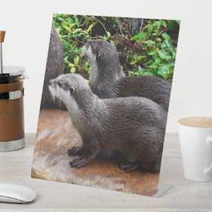 Signe De Table Deux Loutres Affamées En Attente De Poisson, -