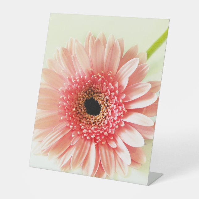 Signe De Table Gerbera Daisy (Recto)