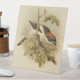 Signe De Table Illustration vintage de Woodchat Shrike