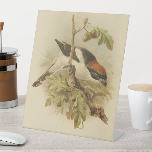 Signe De Table Illustration vintage de Woodchat Shrike (In SItu)