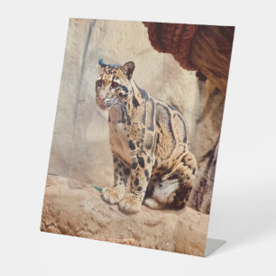 Signe De Table léopard nébuleux image nature faune exotique