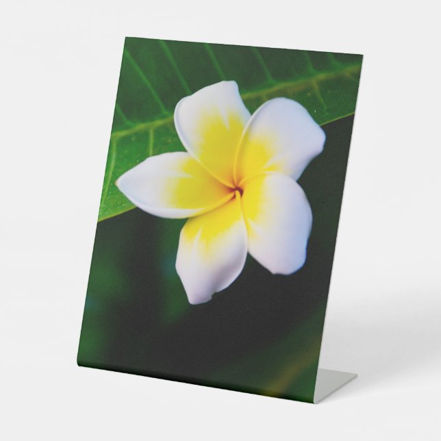 Signe De Table Photographie de fleurs de plumeria (Recto)