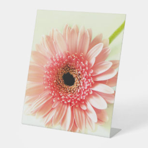 Signe De Table Photographie de gerbera rose frais