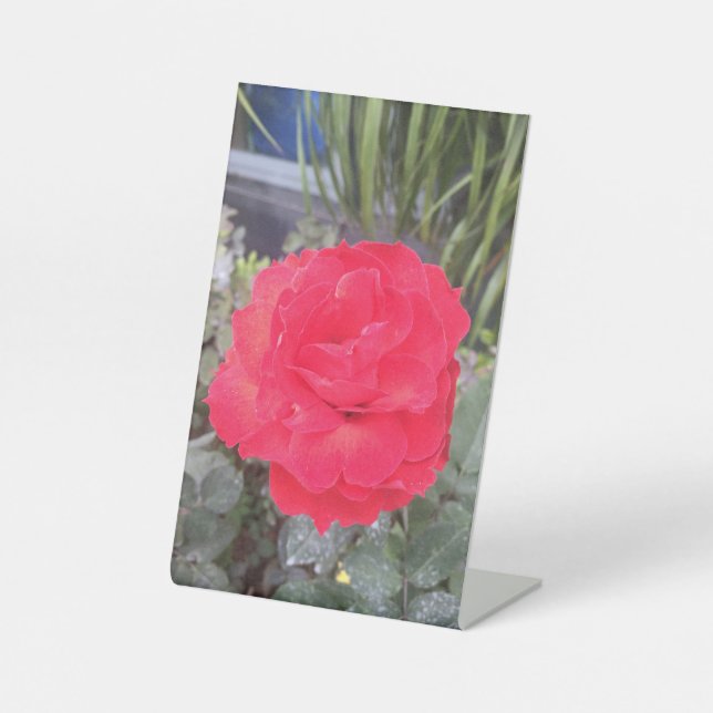 Signe De Table Thiep hoa hong (Recto)