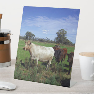 Signe De Table Vache Blanche Menant Le Troupeau,
