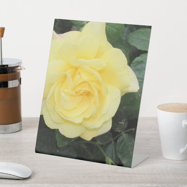 Signe De Table Yello Rose (In SItu)