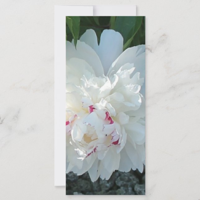 Signet de pivoine romantique (Devant)