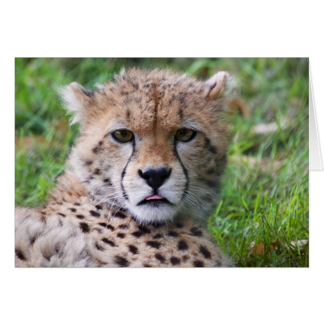 Silencieux Cheetah Cub (Devant Horizontal)