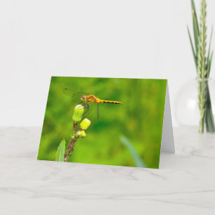 Silent merveilles carte de voeux vierge Dragonfly