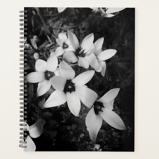 Silent Symmetry (Devant)