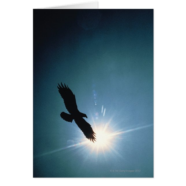 Silhouette d'aigle chauve volant dans le ciel (Devant)