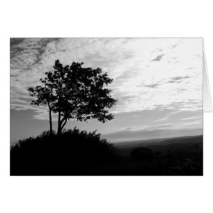 Silhouette d'arbre noir et blanc