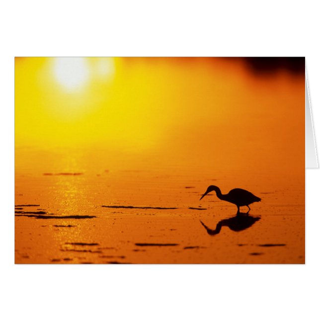 Silhouette de héron au coucher du soleil, Floride (Devant horizontal)
