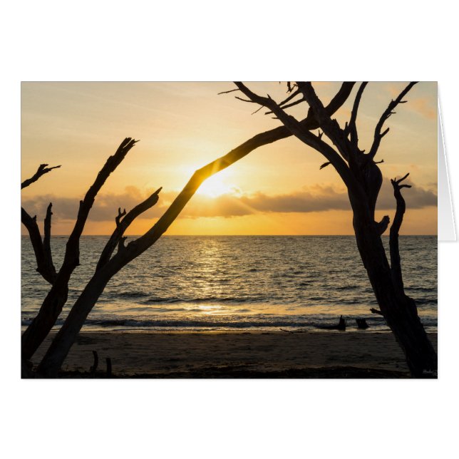 Silhouette de l'arbre de lever du soleil (Devant Horizontal)