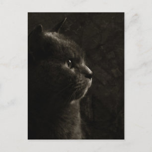 Silhouette Feline - Carte postale