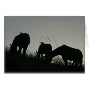 Silhouettes de cheval sauvage