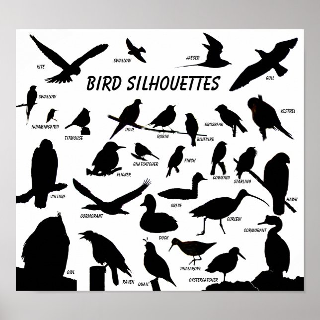 Silhouettes d'oiseaux (29) Poster (Devant)