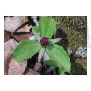 Sillage Robin - Customized2