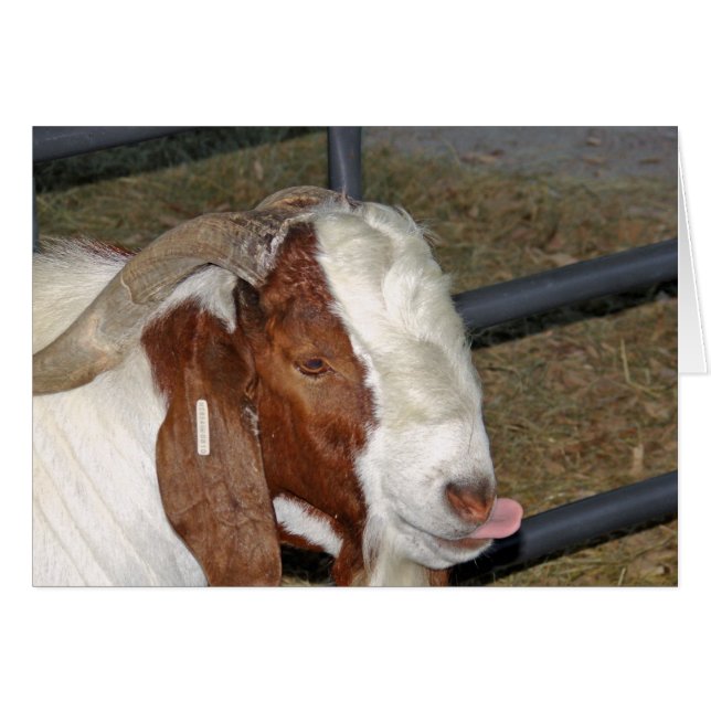 Silly Goat (Devant horizontal)