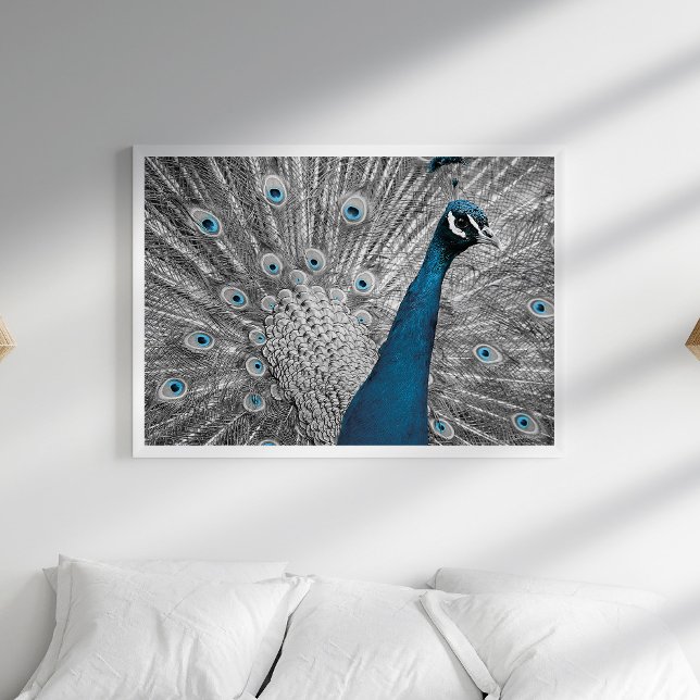Silver and Turquoise Peacock Poster (Silver and Turquoise Peacock Poster in a white bedroom with pillows.)