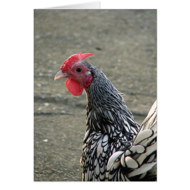 Silver Sebright Bantam (Devant)