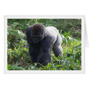 Silverback en mouvement