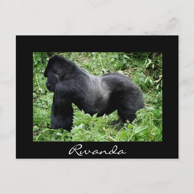 Silverback gorilla noir Rwanda carte postale (Devant)