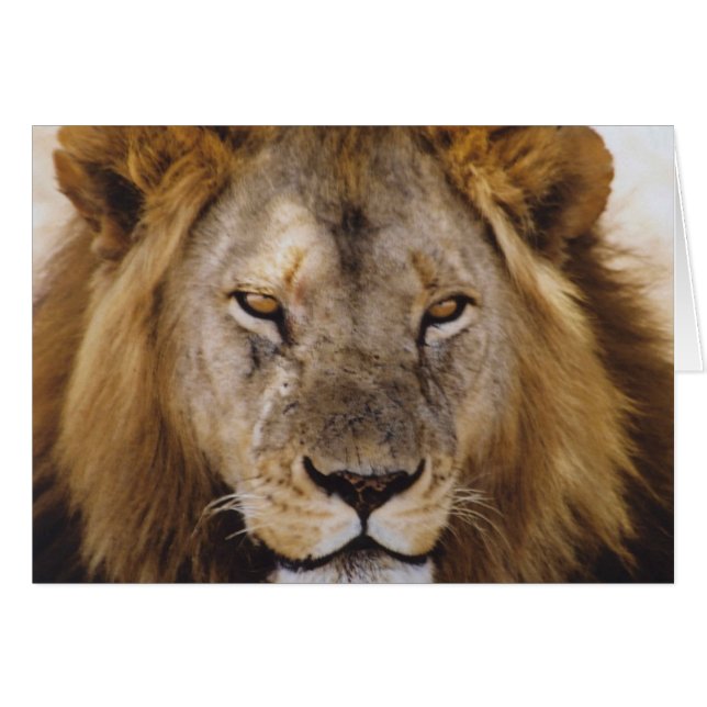 Simba - Serengeti fiers (Devant horizontal)