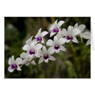 Singapour (Sanskrit pour Lion City). National 2