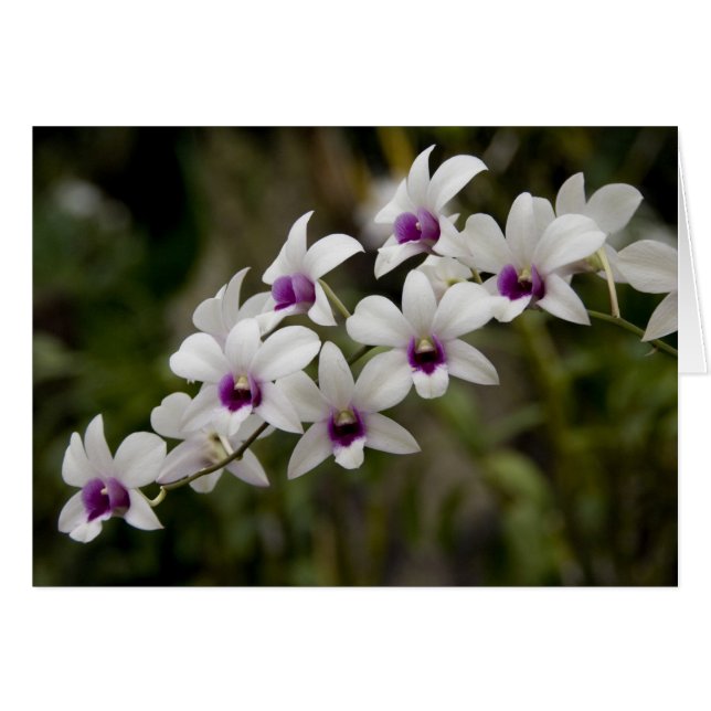 Singapour (Sanskrit pour Lion City). National 2 (Devant horizontal)