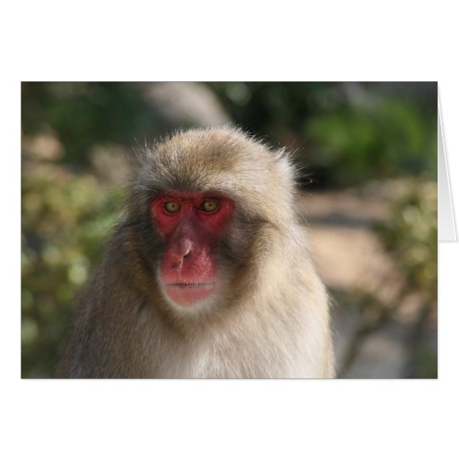 singe (Devant horizontal)