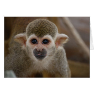Singe araignée