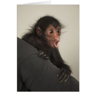 Singe araignée à face rouge Ateles paniscus)