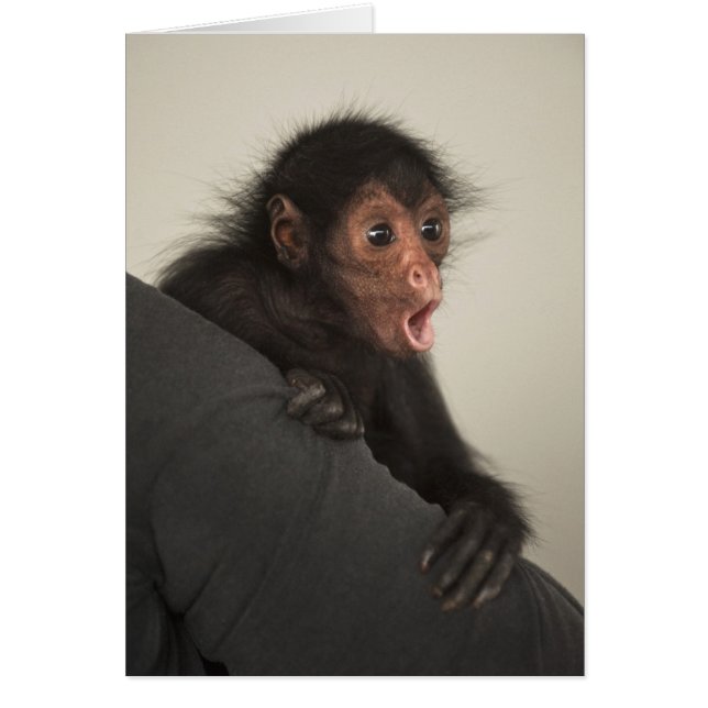 Singe araignée à face rouge Ateles paniscus) (Devant)