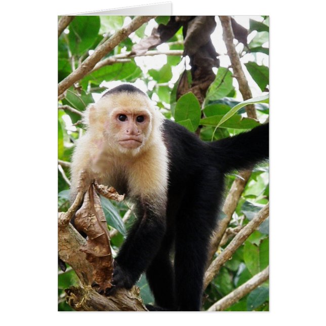 Singe au Costa Rica (Devant)