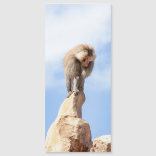 Singe babouin au sommet d'une montagne
